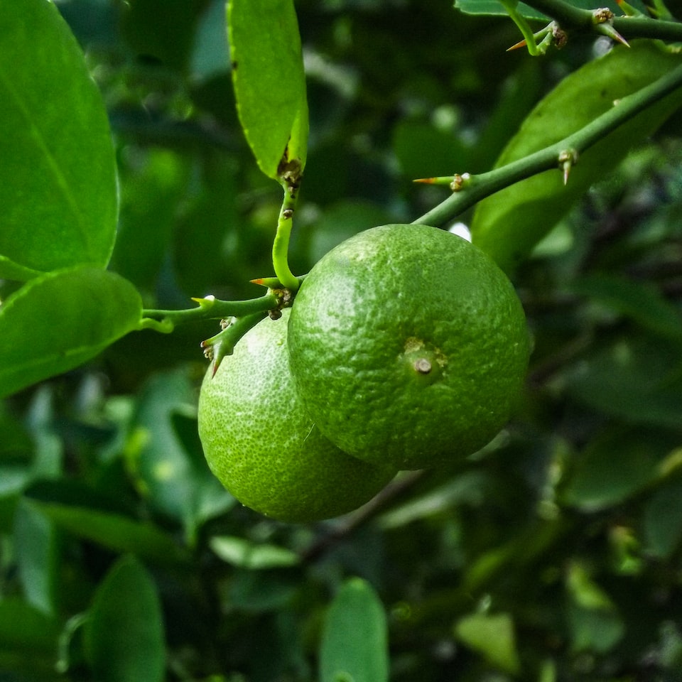 Lime